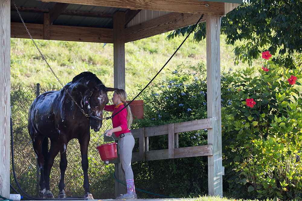 Waters Edge Stables, Professional equestrian facility, hunter/jumper specialty, full-service barn & facilities, horse boarding, riding lessons, horse shows, facilities